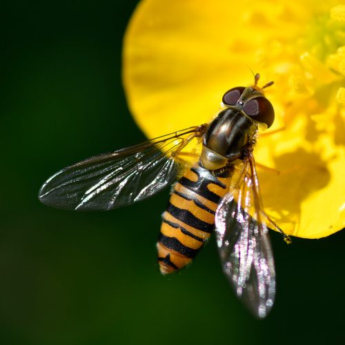 Episyrphus balteatus