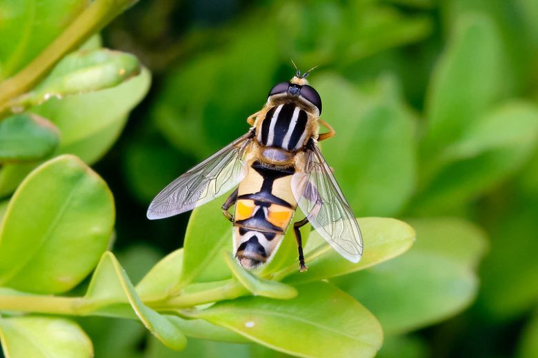 Hoverfly