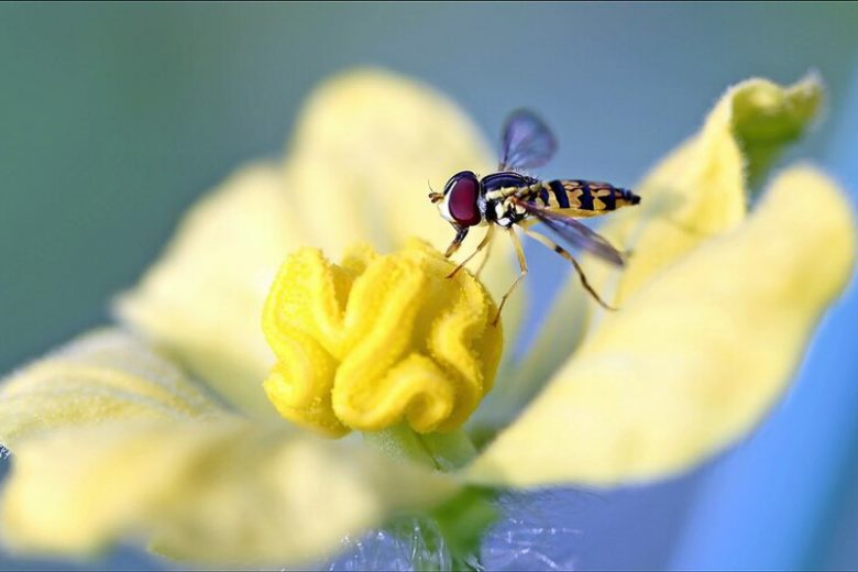 Hoverfly pollinating