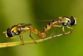 Hoverflies mating