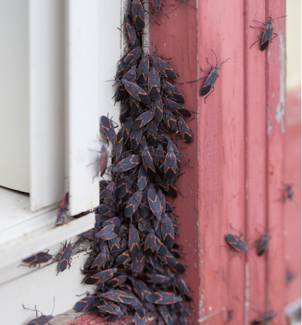 Aggregating boxelder bugs