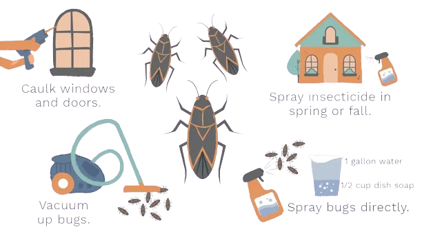 How to manage boxelder bug invasions