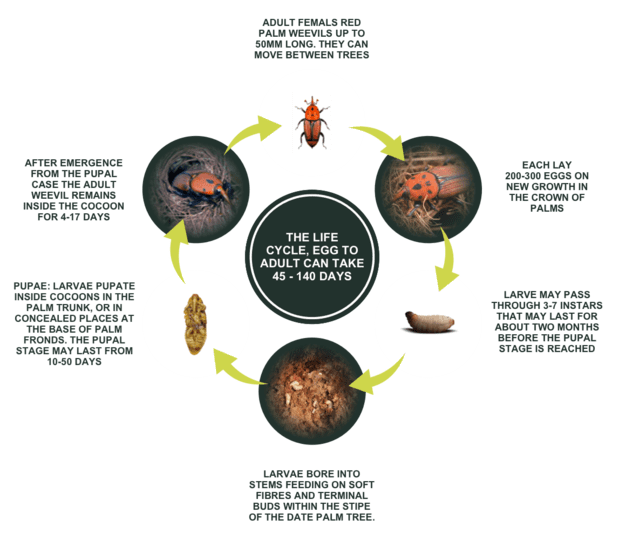 Red palm weevil life cycle