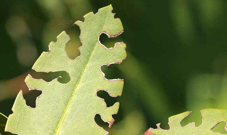 Vine beetle damage to plant