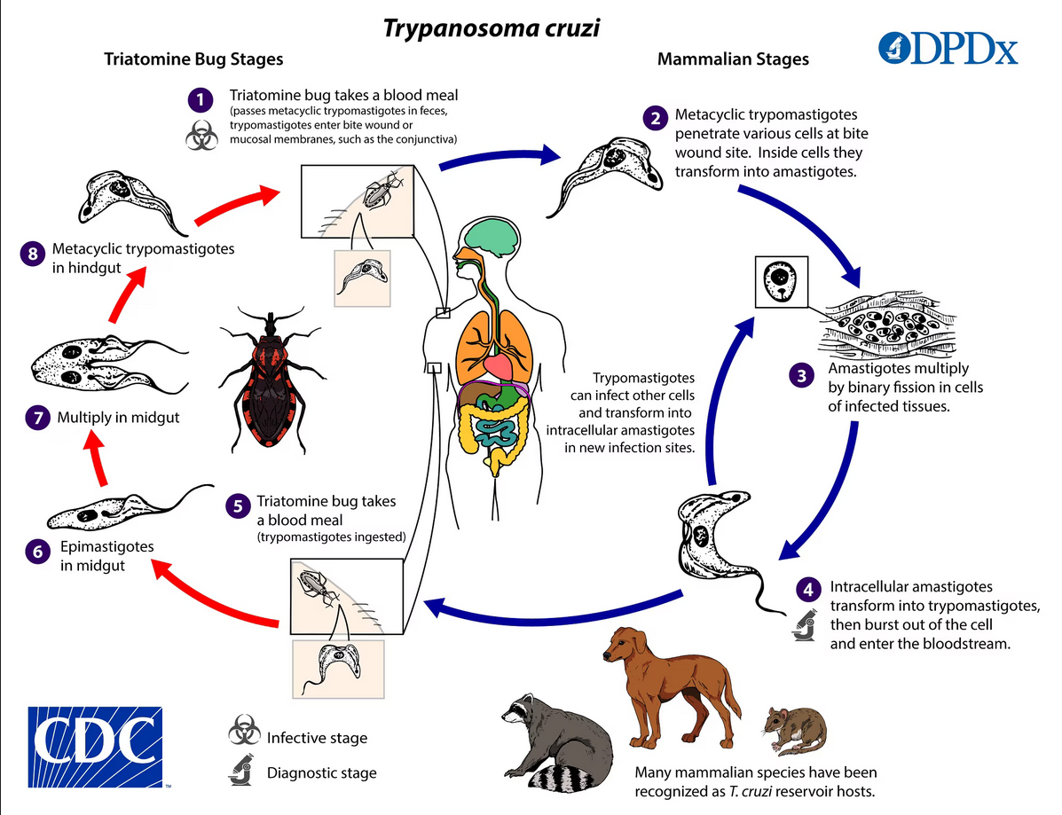 Chagas Disease