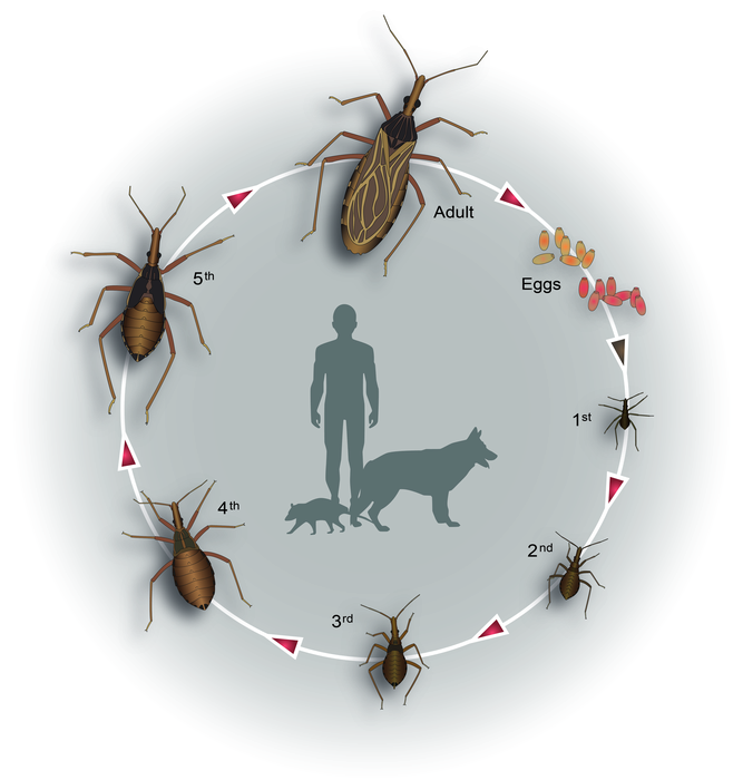 Kissing bug life cycle