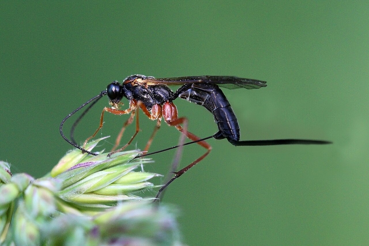 Hoverfly